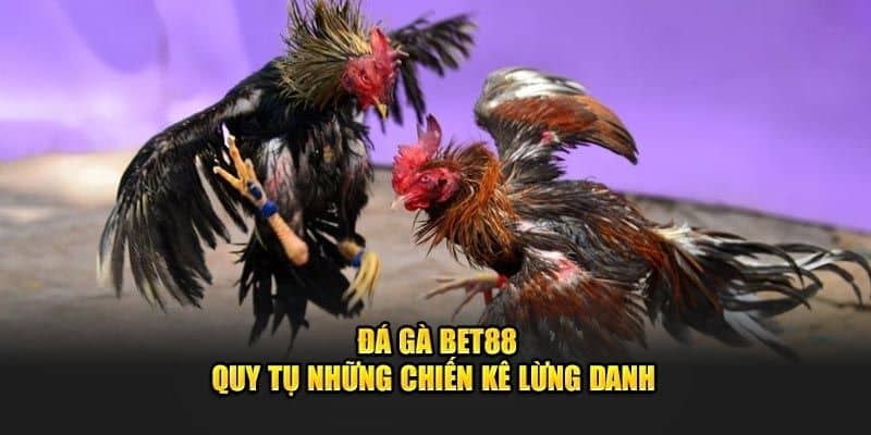Đá Gà BET88