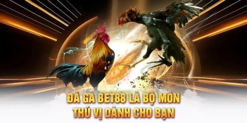 Khám phá đôi nét về đá gà BET88