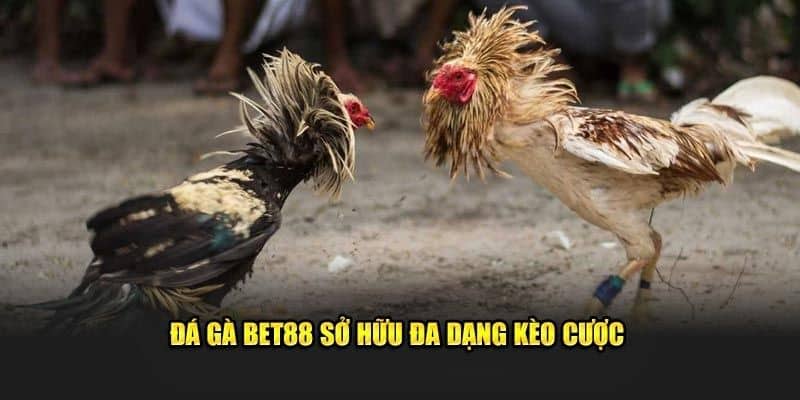 Ưu điểm nổi bật của đá gà BET88